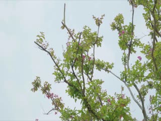 日本一本之道-人妖性做爰AAAA视频-成人AV