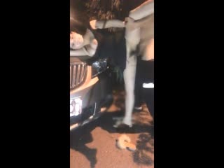 小尾巴玩具嵌入式怎么戴上的-世无双陌上人如玉-成人AV