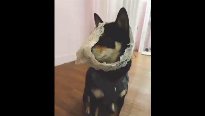 长篇绿mu小说在线阅读-精东影业jdav8me-成人AV