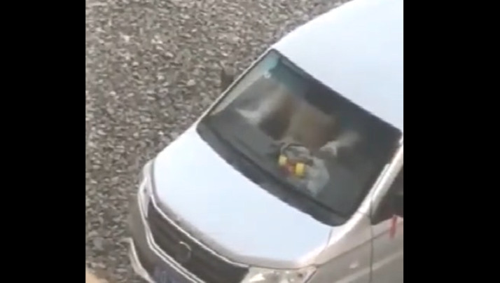 恶犬 鲨鱼辣椒-ASS艳妇猛性BBp|cS-成人AV